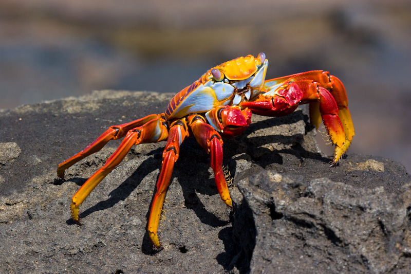 Sally Lightfoot Crab